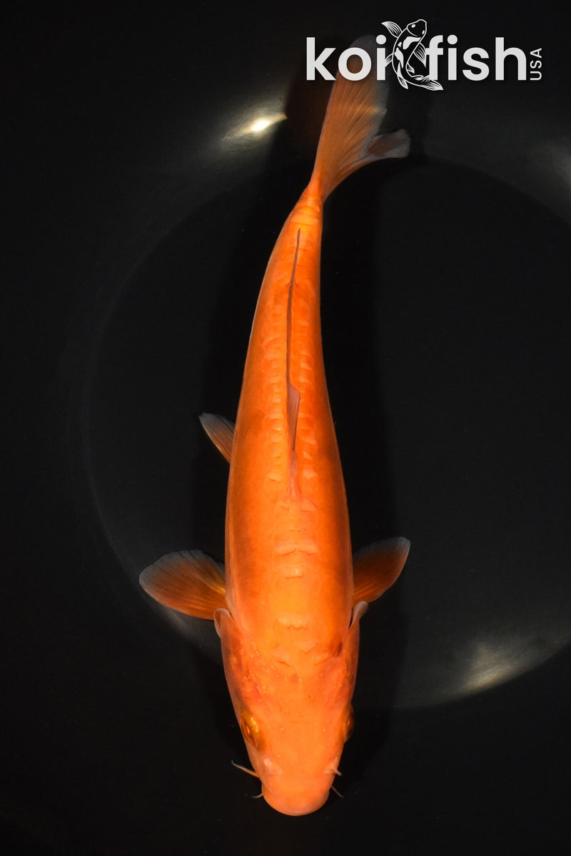 8" DOITSU CHAGOI