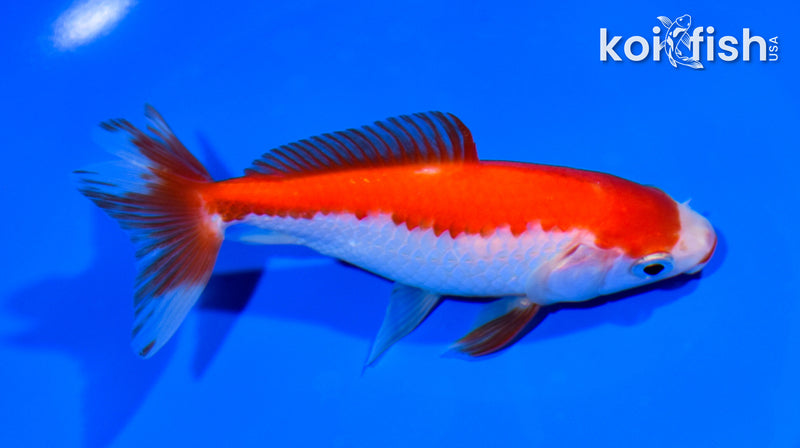 4.75" WAKIN GOLDFISH