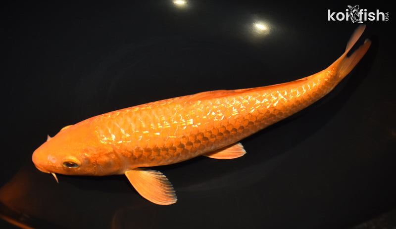 11.5" GINRIN  CHAGOI