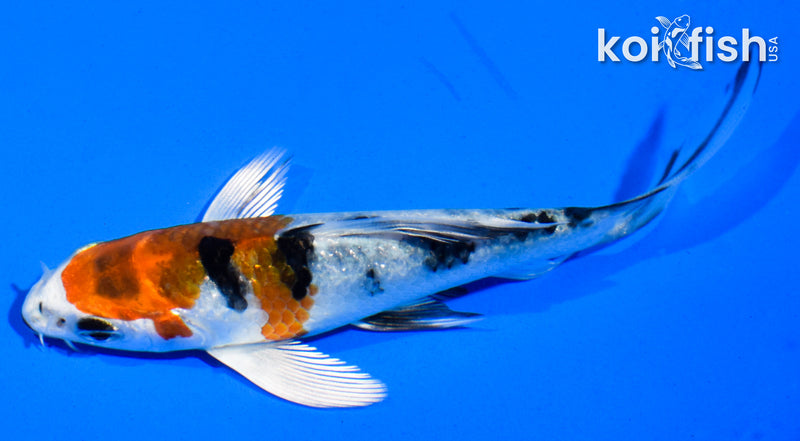 4" YAMATO NISHIKI BUTTERFLY