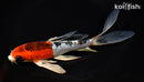 7" BENI GINGA BUTTERFLY