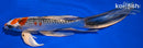 10.25" KUJAKU BUTTERFLY