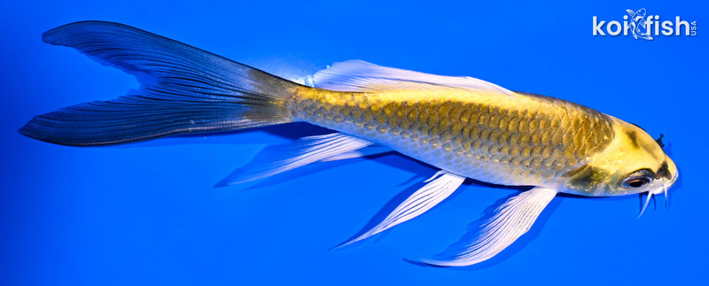 5.5" KI MATSUBA BUTTERFLY