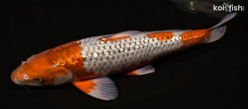 15.75" GINRIN OCHIBA SHIGURE