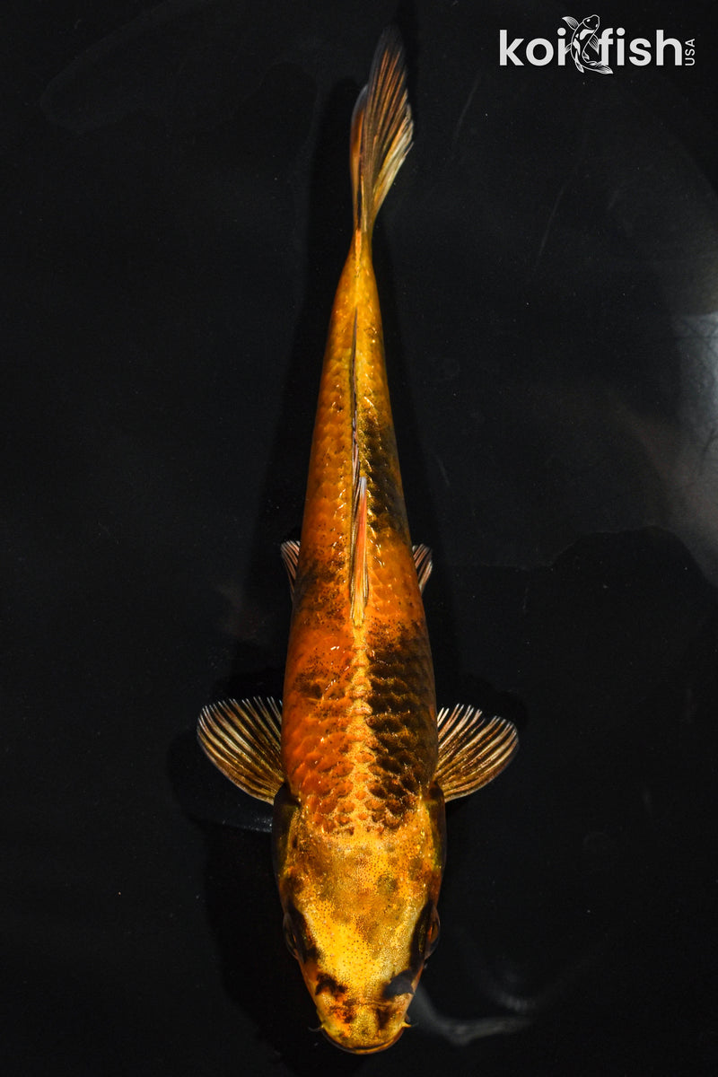 6.5" KIN KI UTSURI
