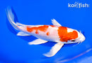 8.25" HARIWAKE BUTTERFLY