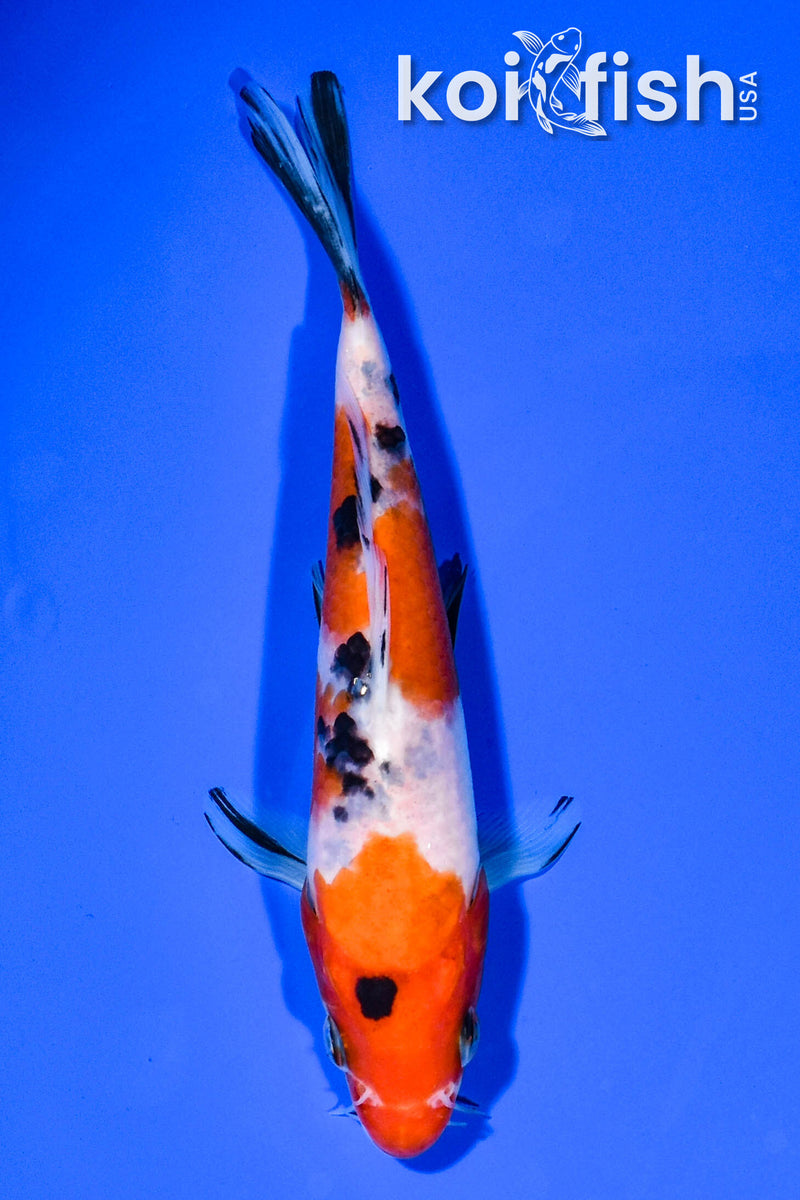 5.5" SANKE
