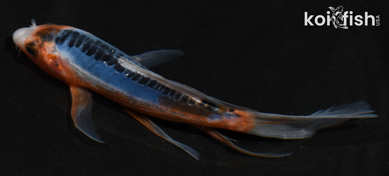 5.5" SHUSUI BUTTERFLY