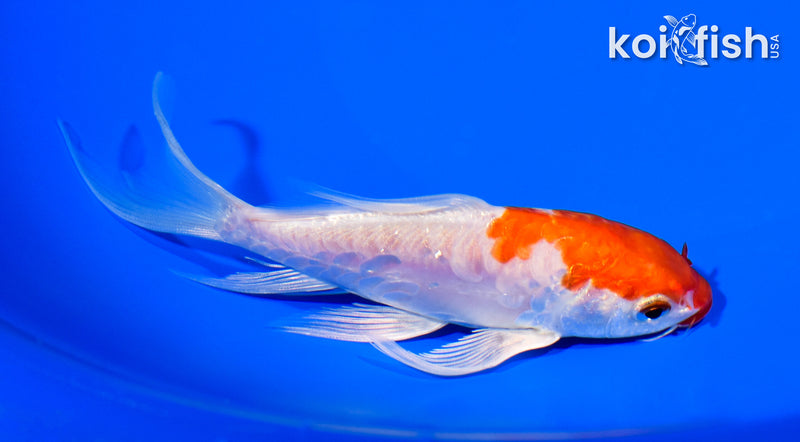 5.5" KIKUSUI BUTTERFLY