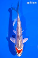 5.5" BENI KIKOKURYU