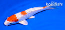 5.5" GINRIN HARIWAKE