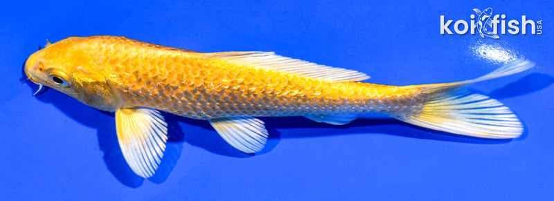 6" GINRIN YAMABUKI OGON