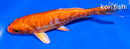 4.5" ARAGOKE ORENJI OGON