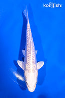 5" DOITSU PLATINUM OGON