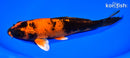 8.25" KIN HI UTSURI