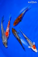 PACK OF (5) 4.5-5" STANDARD KOI