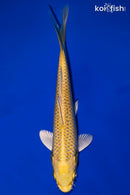 6.75" YAMABUKI OGON