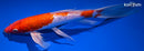 10" GINRIN HARIWAKE BUTTERFLY