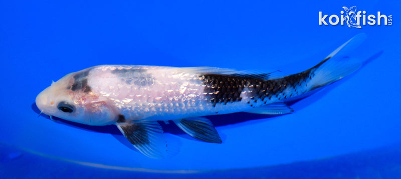 6.5" GINRIN MATSUKAWABAKE