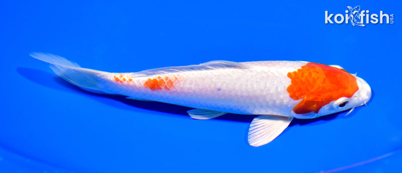 7" HARIWAKE
