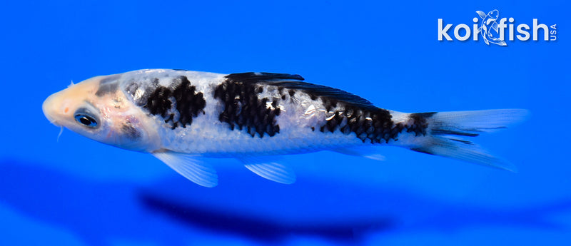 5" GINRIN MATSUKAWABAKE