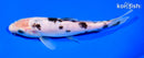 7.25" SHIRO BEKKO