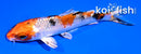 4" YAMATO NISHIKI