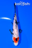 5" TANCHO SHOWA