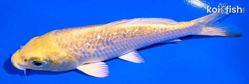 5" GINRIN YAMABUKI OGON