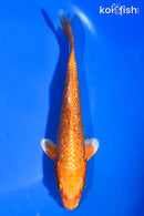 6" GINRIN ORENJI OGON