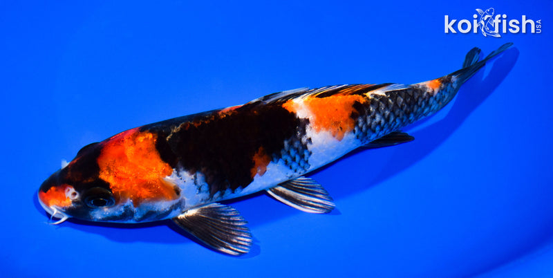 8" KIN SHOWA