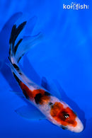 4.75" SANKE BUTTERFLY