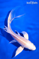 5.75" CREAMY OGON BUTTERFLY