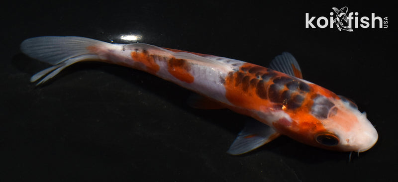 5" HI SHUSUI
