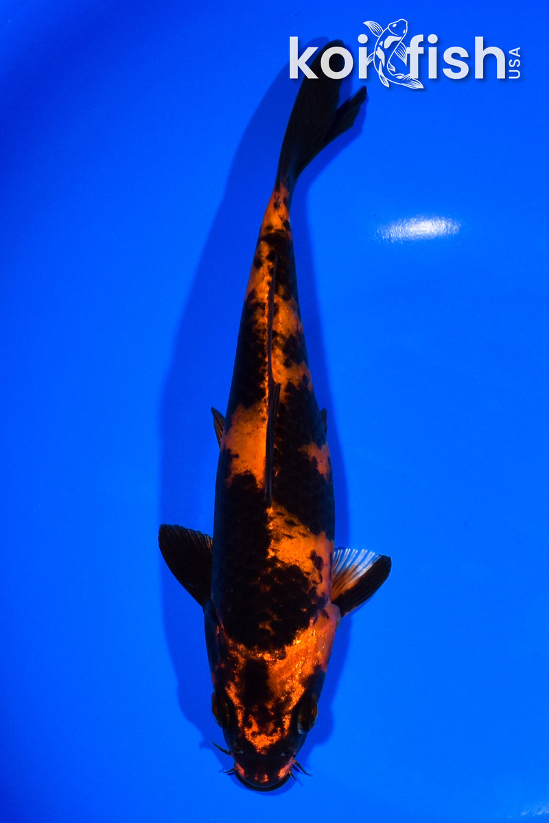 7.75" KIN HI UTSURI