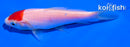 4.5" TANCHO KOHAKU