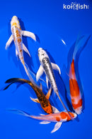 PACK OF (5) 4.5-6" BUTTERFLY KOI