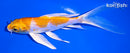 5.75" LEMON HARIWAKE BUTTERFLY