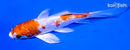 5.25" KIKUSUI BUTTERFLY