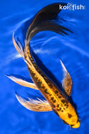 10.5" KIN KIKOKURYU BUTTERFLY