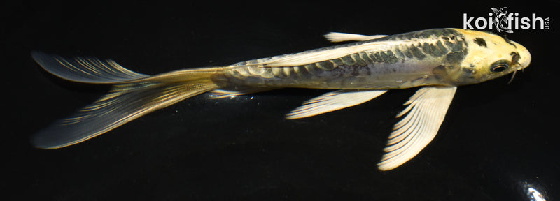 6.5" ARAGOKE KIN KIKOKURYU BUTTERFLY