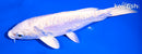 6.25" ARAGOKE PLATINUM OGON