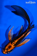 6" ARAGOKE BENI KIKOKURYU BUTTERFLY