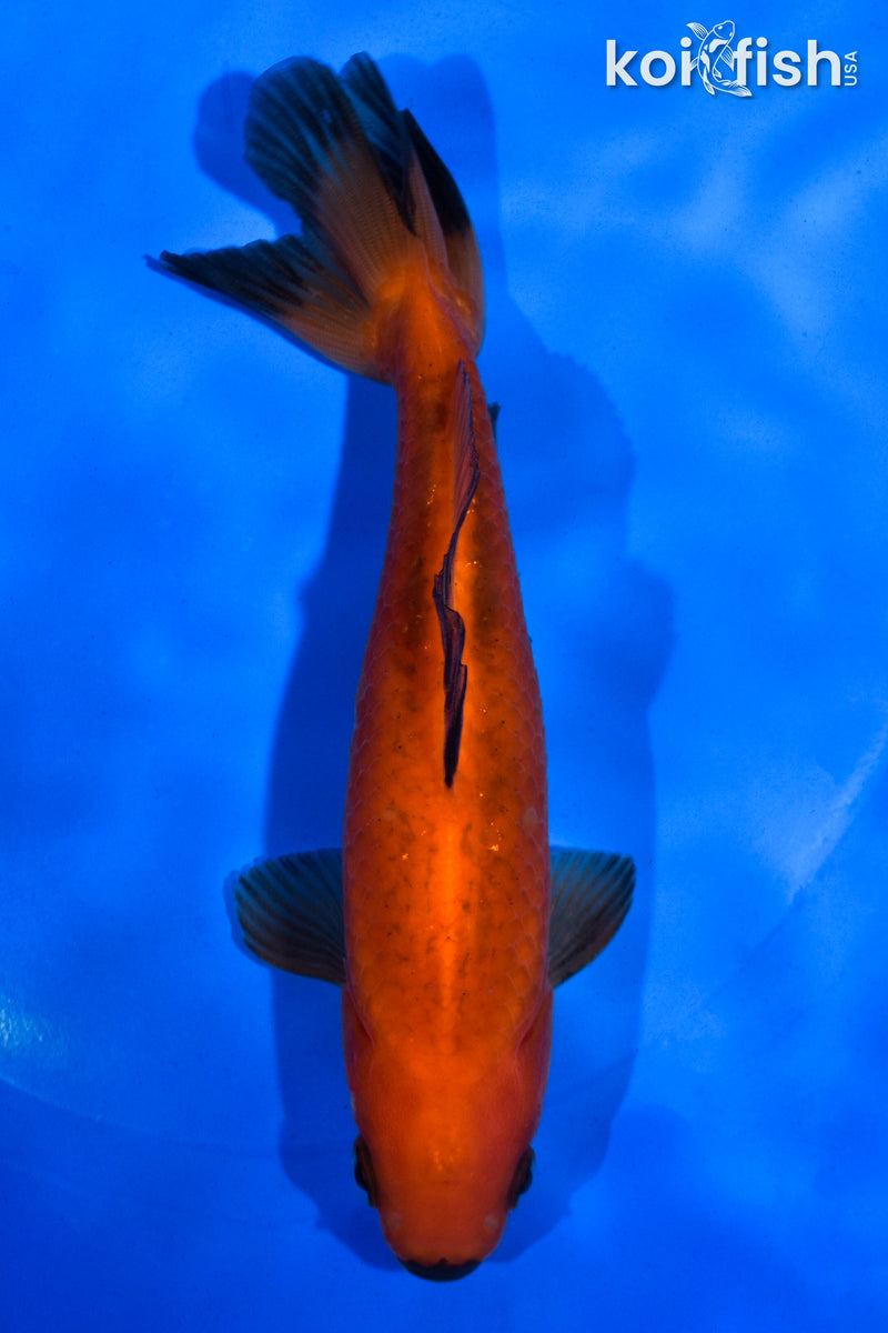 5.5" WAKIN GOLDFISH