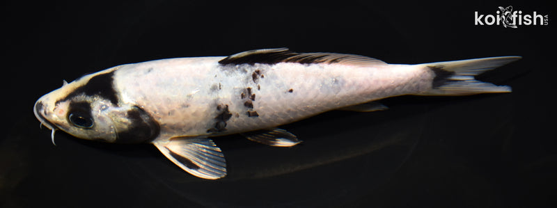 8.25" SHIRO UTSURI