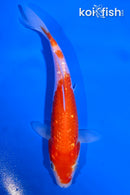 5.5" GINRIN KOHAKU