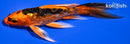 4.75" DOITSU KIN ORENJI MATSUBA BUTTERFLY