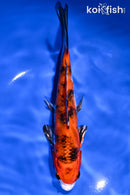 7" YAMATO NISHIKI