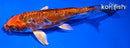 5.5" BENI KIKOKURYU