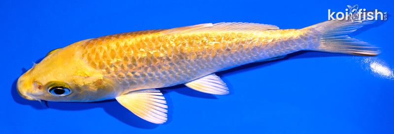 5.25" GINRIN YAMABUKI OGON